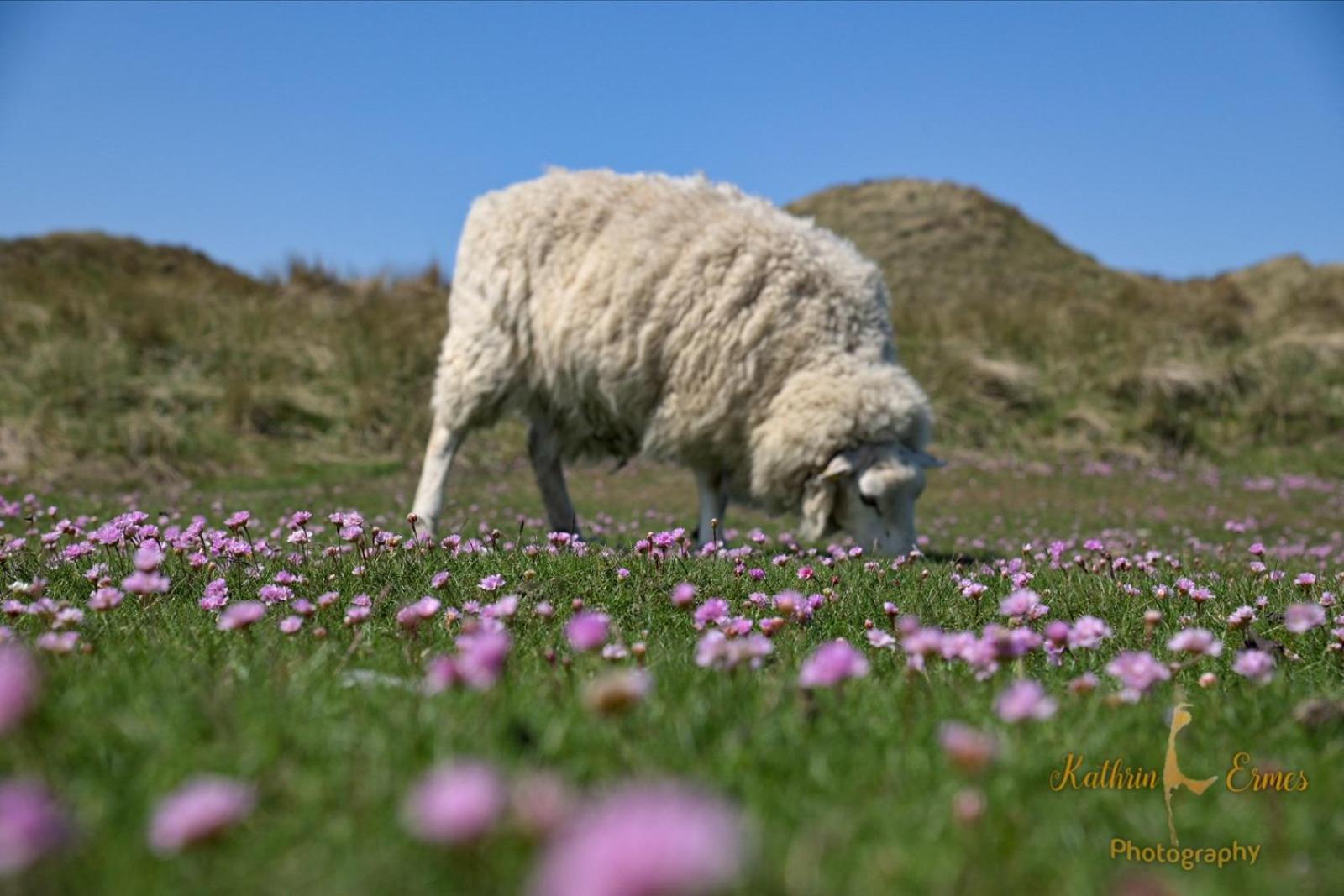 Min Ailoen Min Ailoen10 Westerland